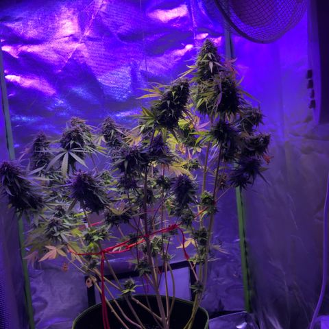 White Widow XXL Auto growlog timeline photo