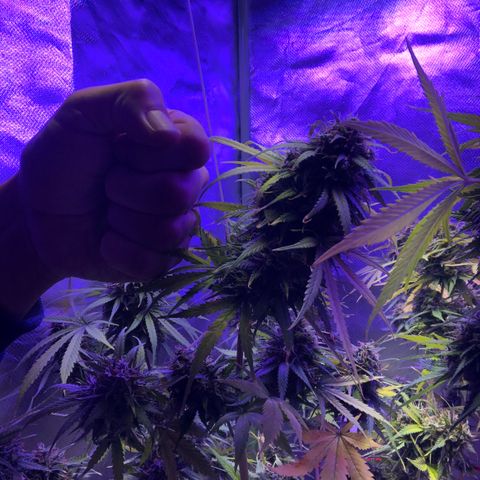 White Widow XXL Auto growlog timeline photo