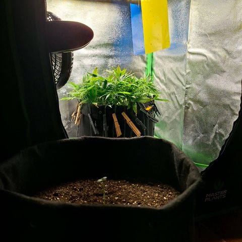 Alien Snack Automática  growlog timeline photo