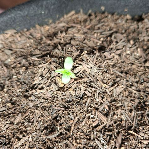 Alien Snack Automática  growlog timeline photo