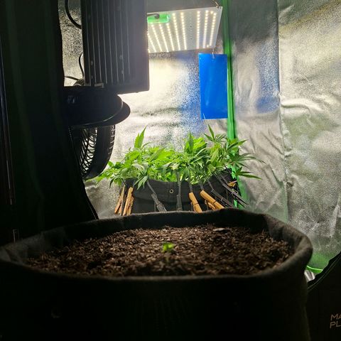 Alien Snack Automática  growlog timeline photo