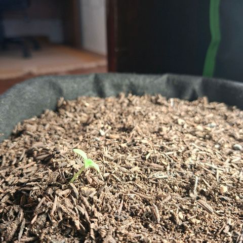 Alien Snack Automática  growlog timeline photo