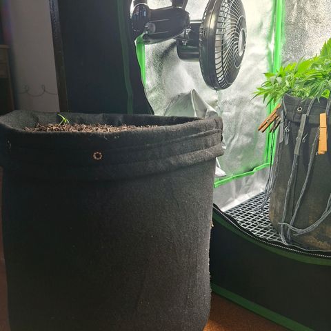 Alien Snack Automática  growlog timeline photo