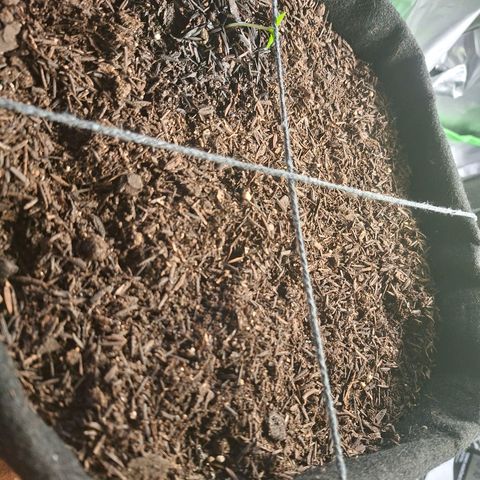 Alien Snack Automática  growlog timeline photo