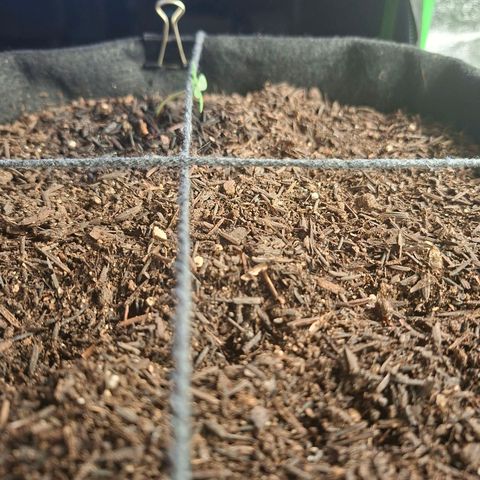 Alien Snack Automática  growlog timeline photo