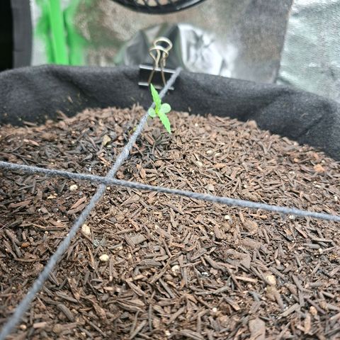 Alien Snack Automática  growlog timeline photo