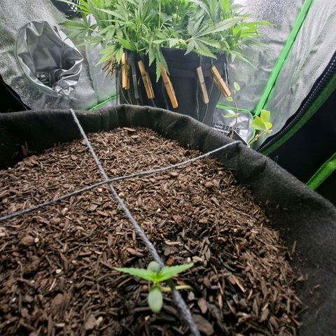 Alien Snack Automática  growlog timeline photo