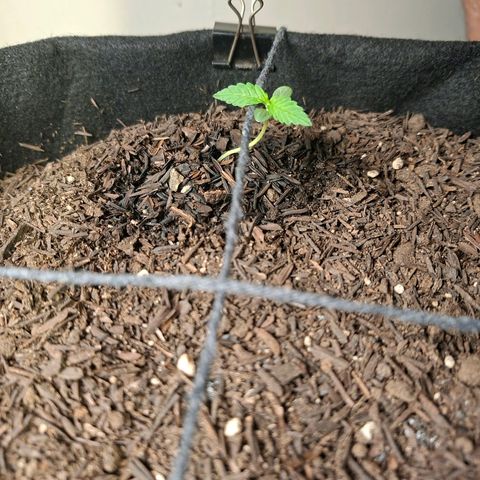 Alien Snack Automática  growlog timeline photo