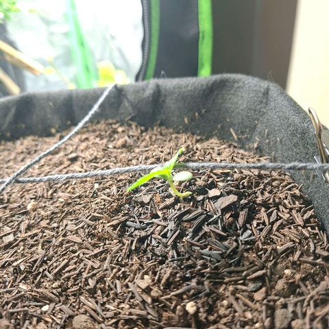 Alien Snack Automática  growlog timeline photo