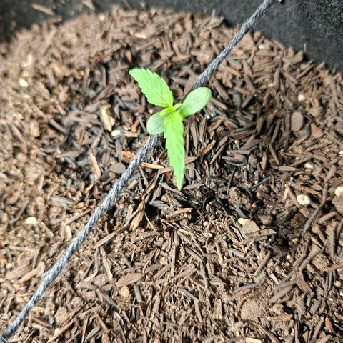 Alien Snack Automática  growlog timeline photo