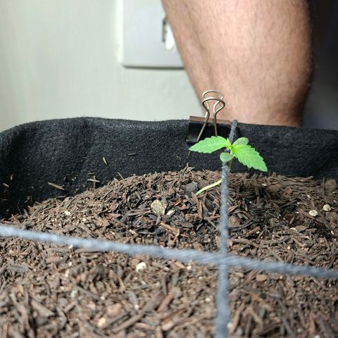Alien Snack Automática  growlog timeline photo