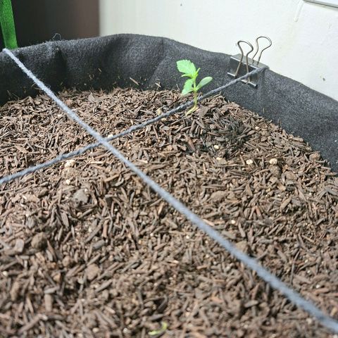 Alien Snack Automática  growlog timeline photo