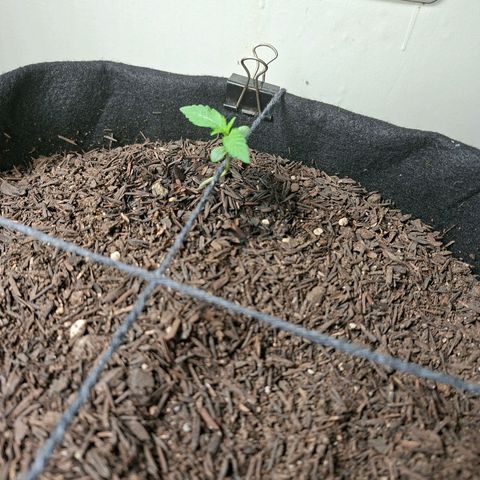 Alien Snack Automática  growlog timeline photo