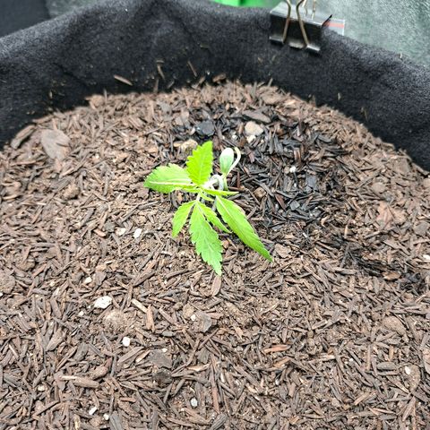 Alien Snack Automática  growlog timeline photo