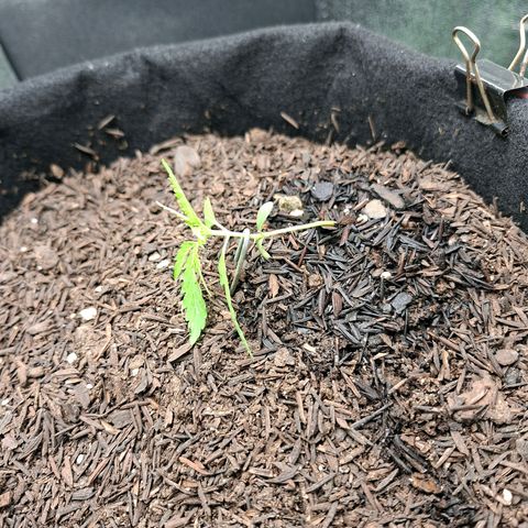 Alien Snack Automática  growlog timeline photo