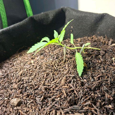 Alien Snack Automática  growlog timeline photo