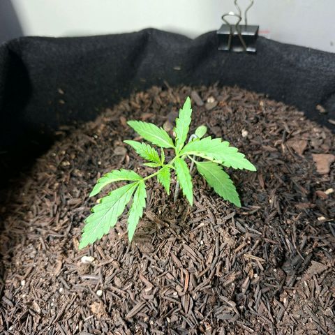 Alien Snack Automática  growlog timeline photo