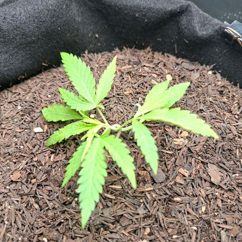 Alien Snack Automática  growlog timeline photo
