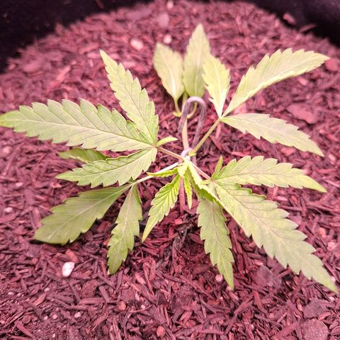 Alien Snack Automática  growlog timeline photo