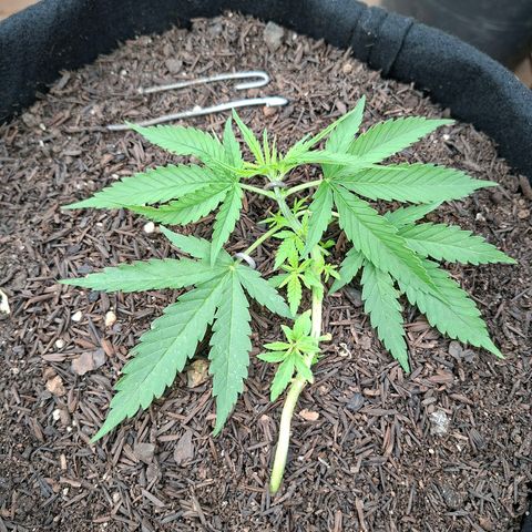 Alien Snack Automática  growlog timeline photo