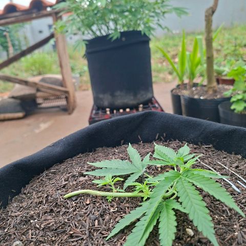Alien Snack Automática  growlog timeline photo