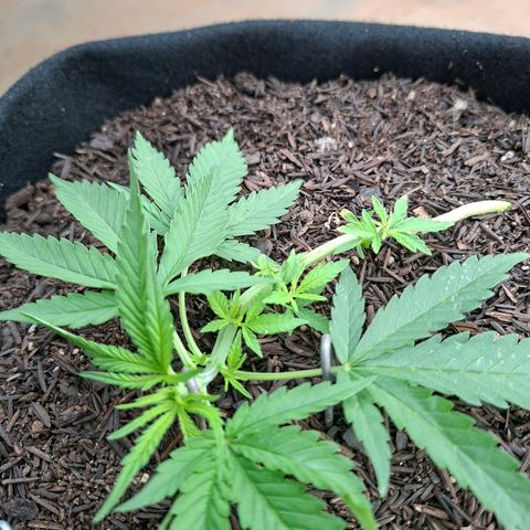 Alien Snack Automática  growlog timeline photo