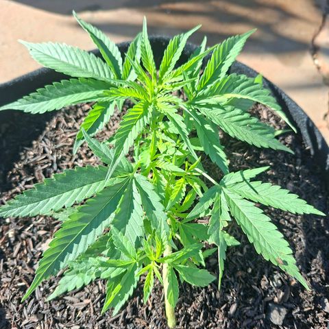 Alien Snack Automática  growlog timeline photo