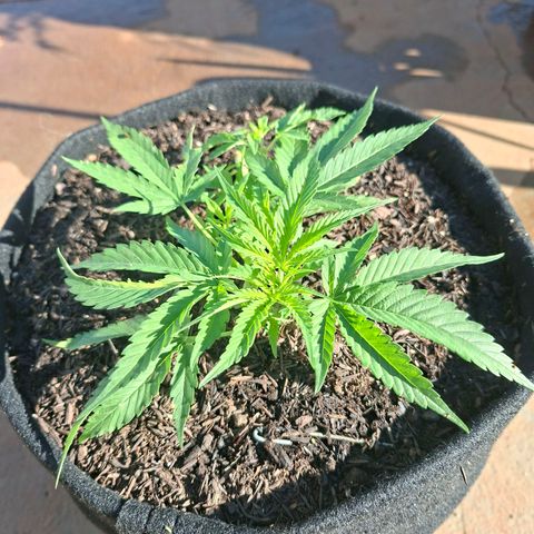 Alien Snack Automática  growlog timeline photo