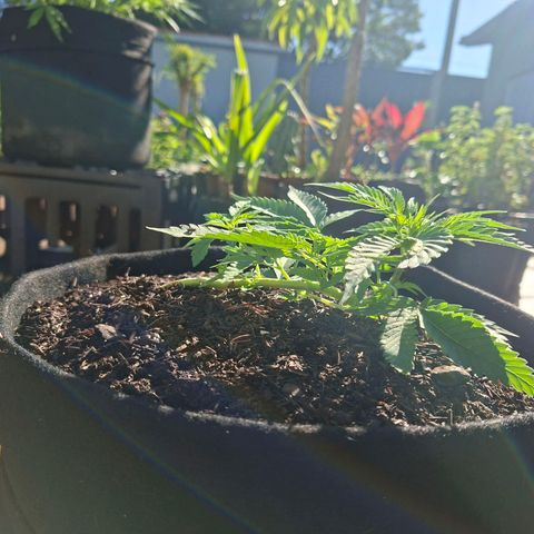 Alien Snack Automática  growlog timeline photo