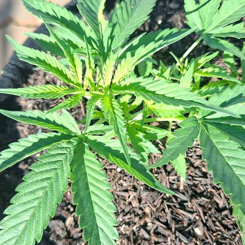 Alien Snack Automática  growlog timeline photo