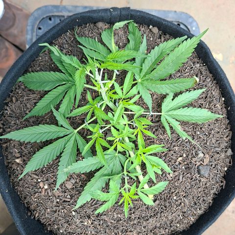 Alien Snack Automática  growlog timeline photo