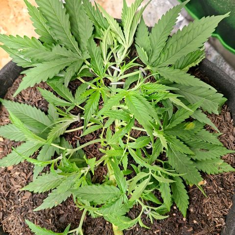 Alien Snack Automática  growlog timeline photo