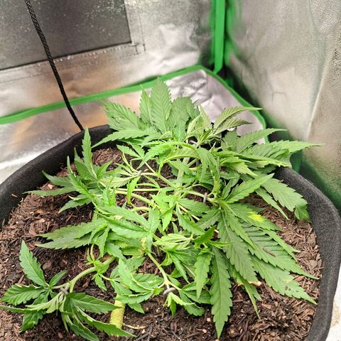 Alien Snack Automática  growlog timeline photo