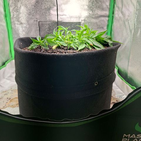 Alien Snack Automática  growlog timeline photo