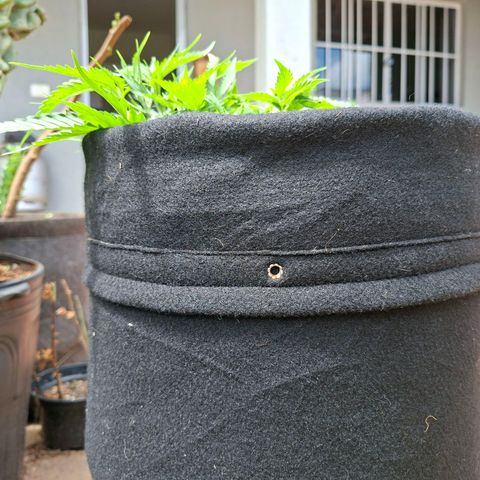 Alien Snack Automática  growlog timeline photo