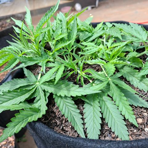 Alien Snack Automática  growlog timeline photo
