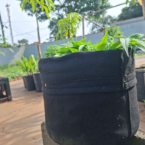 Alien Snack Automática  growlog timeline photo