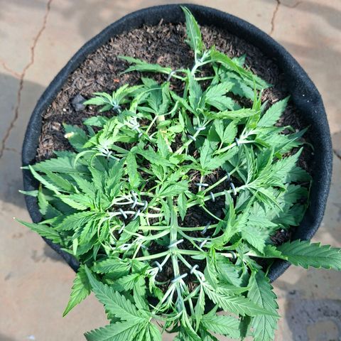 Alien Snack Automática  growlog photo: Não pode ter preguiça de conduzir folhas e galhos