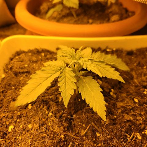 Carmelita-2 (La Vault-bricker) growlog photo: Go boltbricker go!