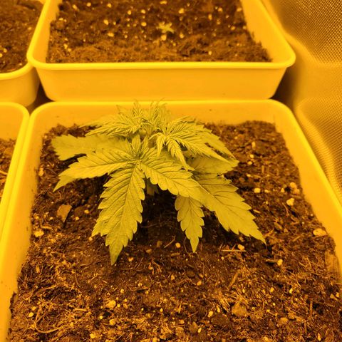 Carmelita-2 (La Vault-bricker) growlog timeline photo