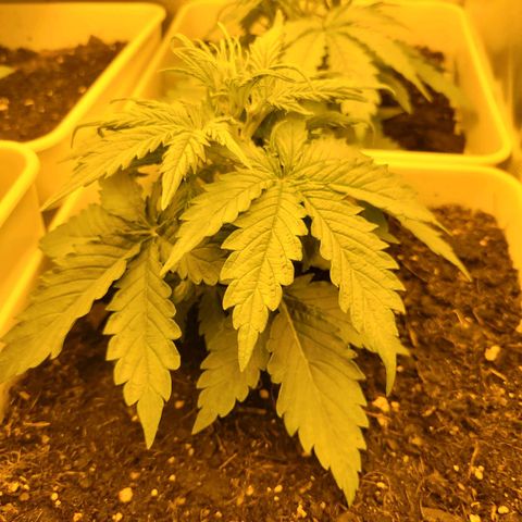Carmelita-2 (La Vault-bricker) growlog photo: Como crece