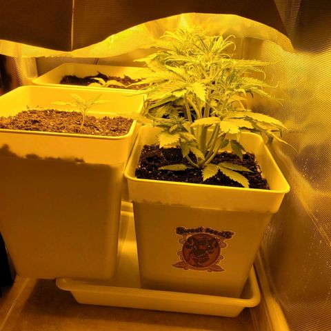 Carmelita-2 (La Vault-bricker) growlog timeline photo