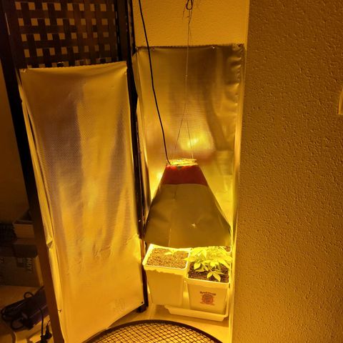 Carmelita-2 (La Vault-bricker) growlog timeline photo