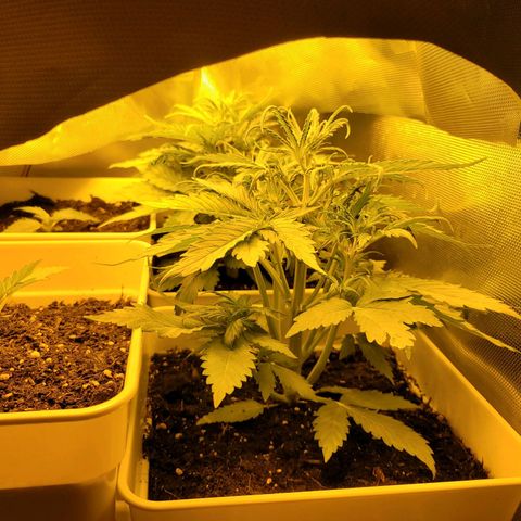 Carmelita-2 (La Vault-bricker) growlog timeline photo