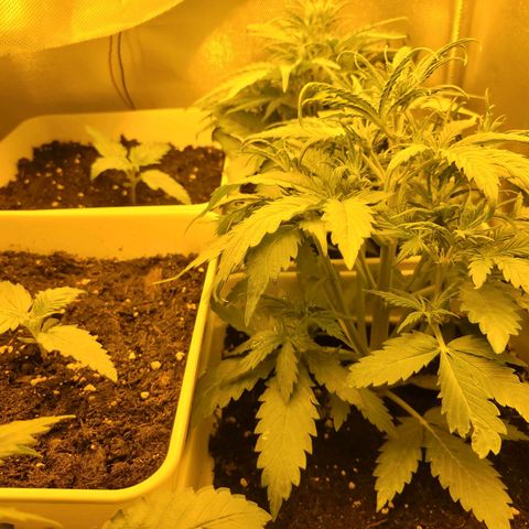Carmelita-2 (La Vault-bricker) growlog timeline photo