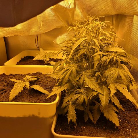 Carmelita-2 (La Vault-bricker) growlog timeline photo