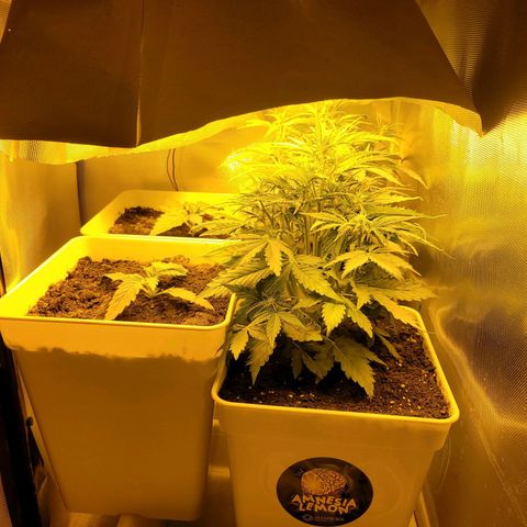 Carmelita-2 (La Vault-bricker) growlog timeline photo