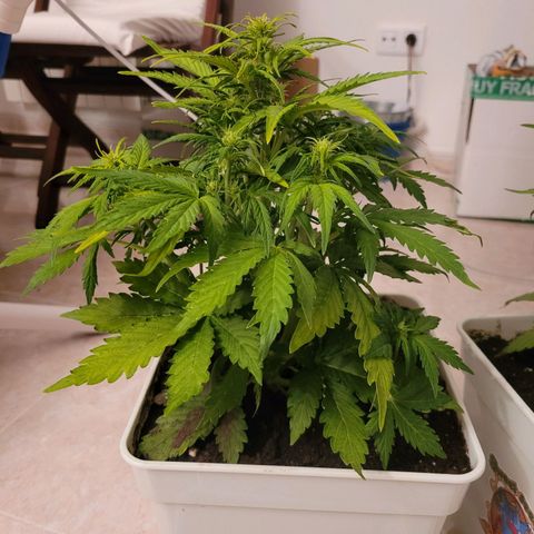 Carmelita-2 (La Vault-bricker) growlog timeline photo