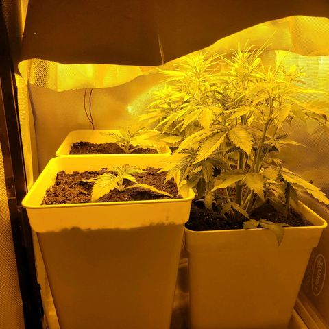 Carmelita-2 (La Vault-bricker) growlog timeline photo