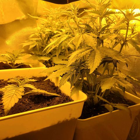 Carmelita-2 (La Vault-bricker) growlog timeline photo